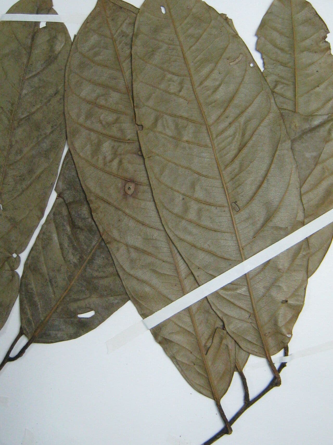 Eschweilera 8