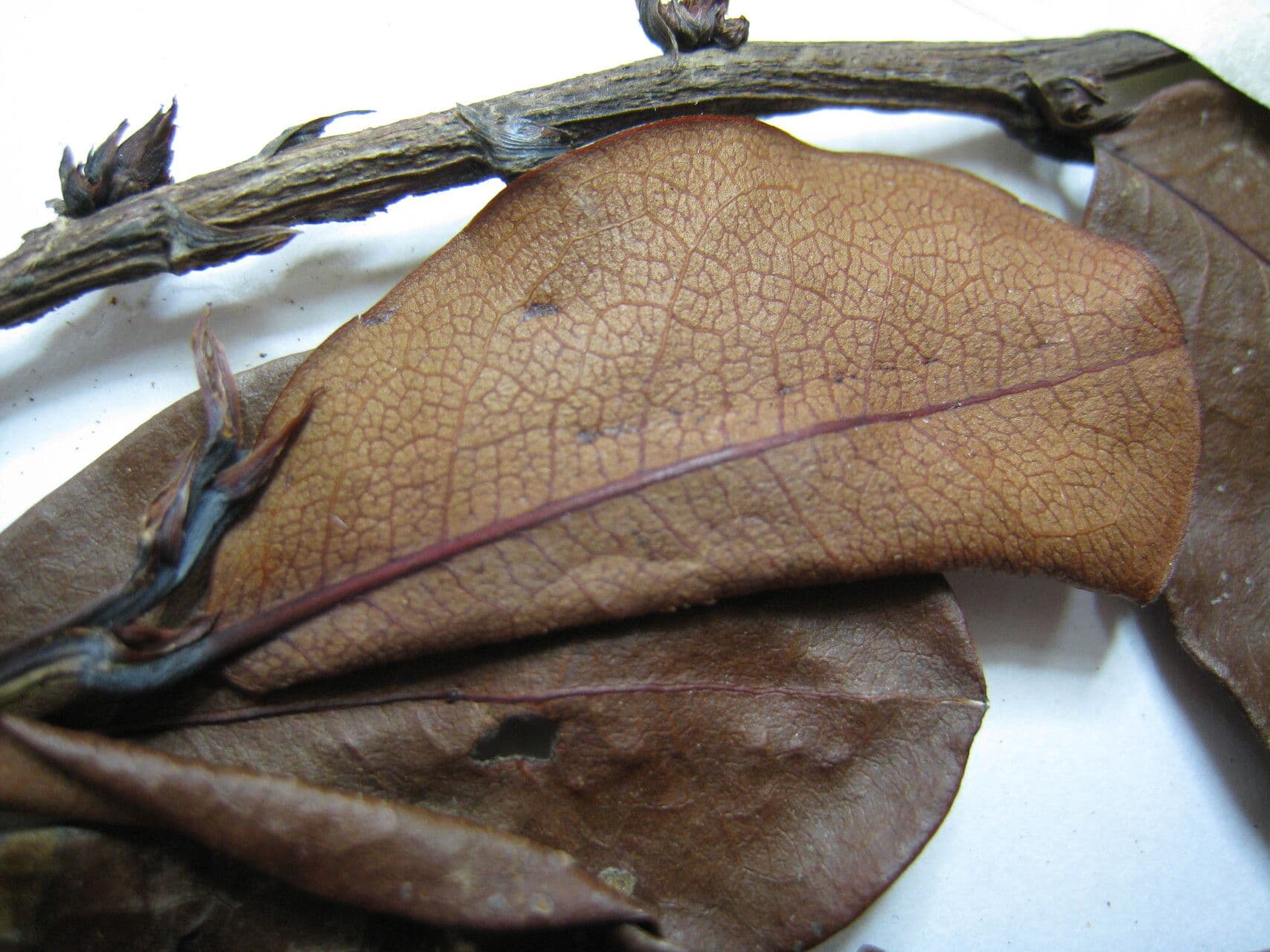 Erythroxylum suberosum 2