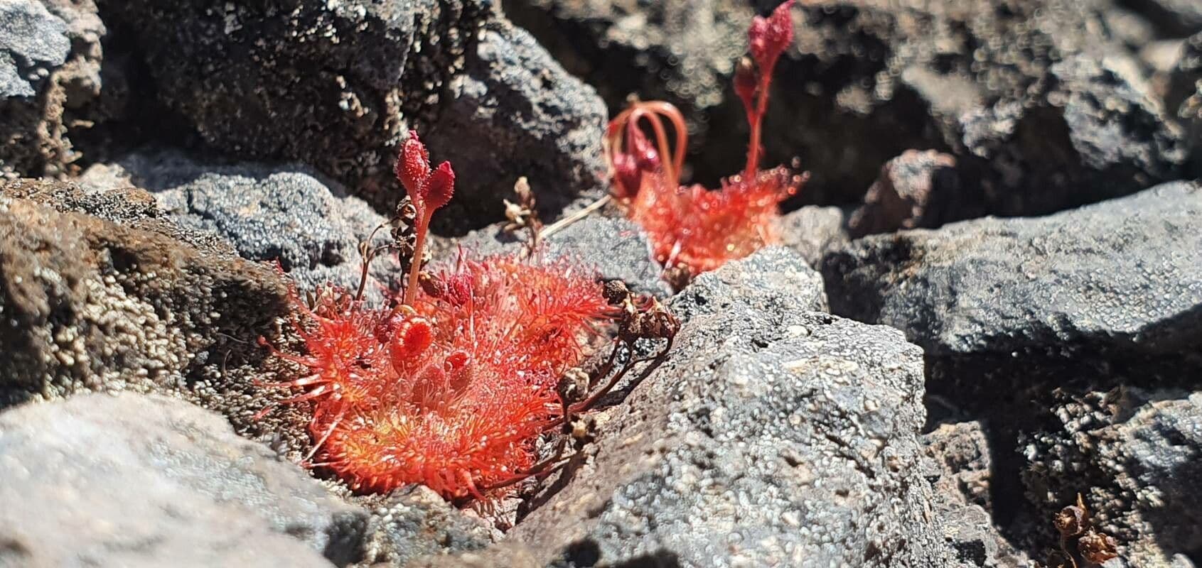 Drosera sessilifolia 2