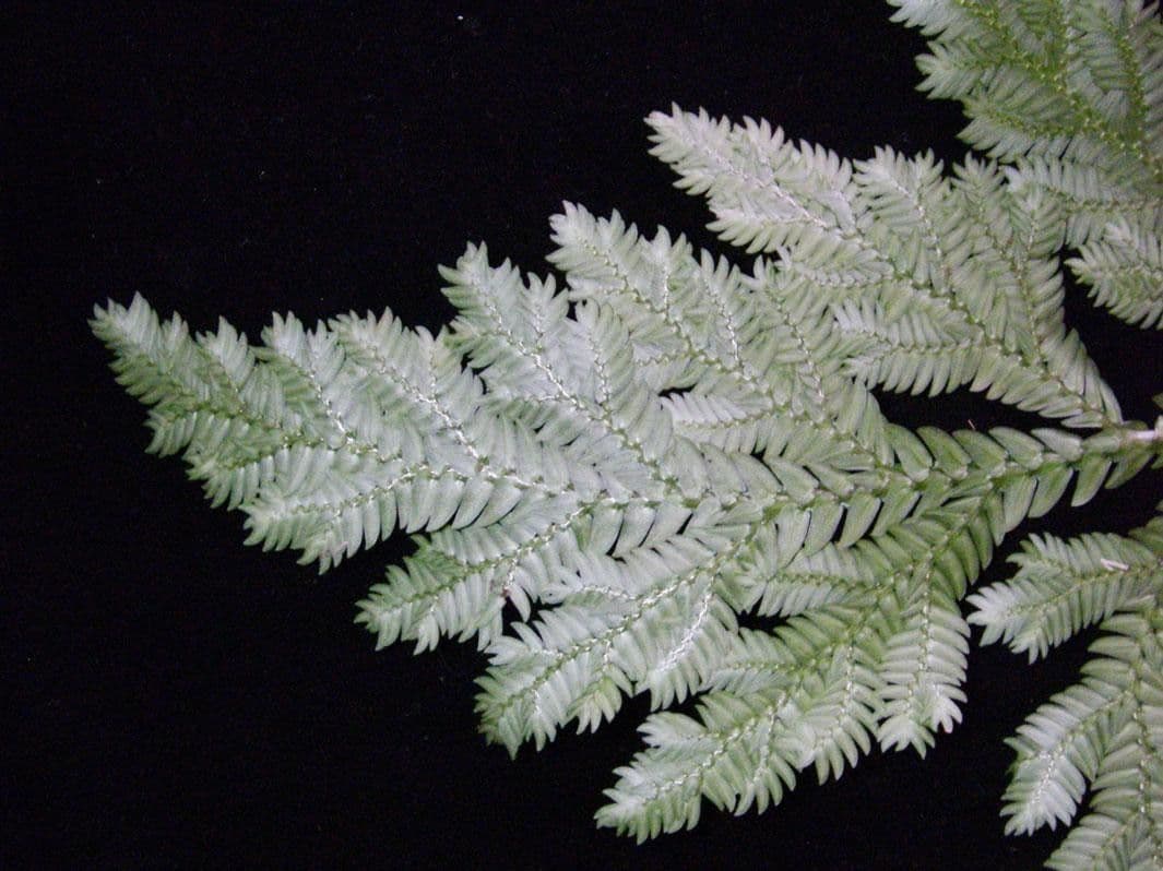 Selaginella oaxacana 10