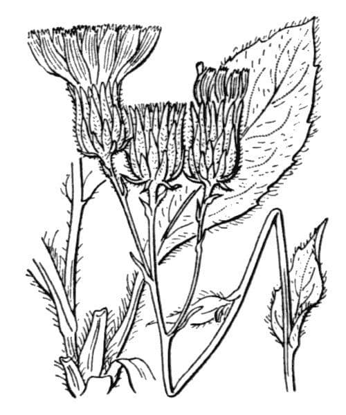 Raukenschaf 2