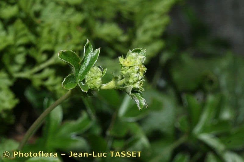 Alchemilla transiens 5