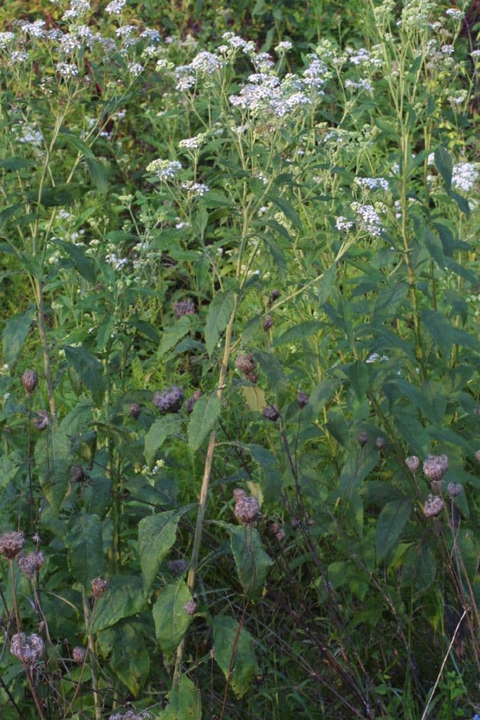 Jungfern-Silberblatt 9