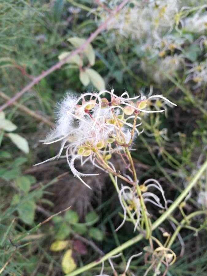 Clematis recta 2