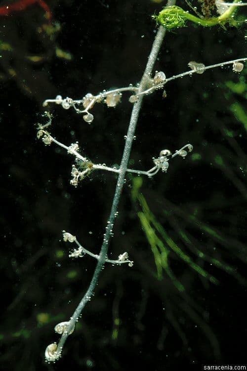 Utricularia striata 6