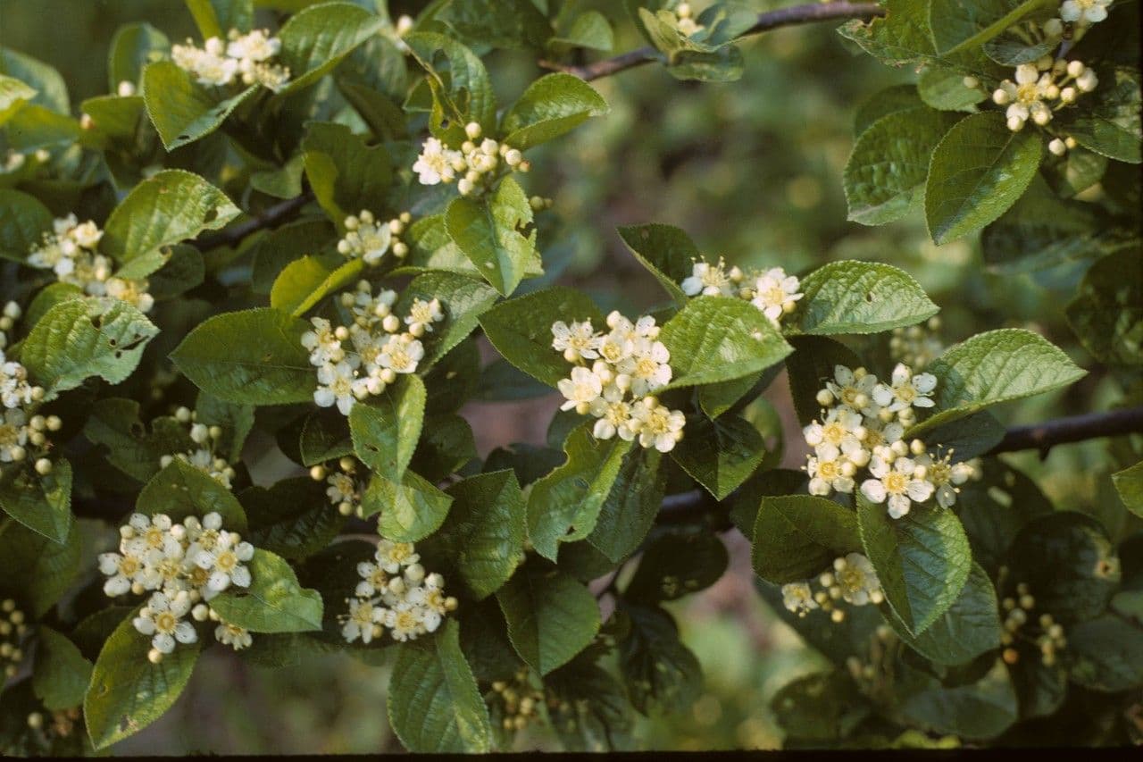 Photinia villosa 7