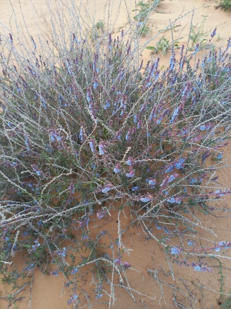 Echiochilon 10