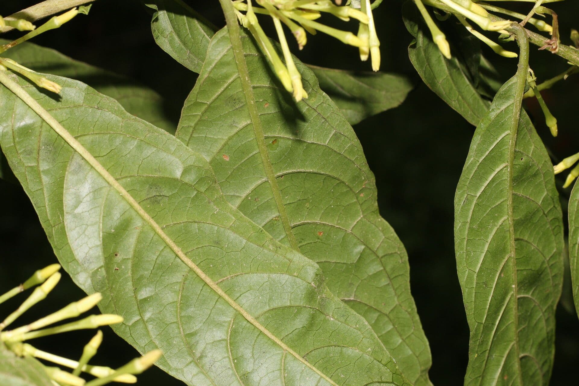 Cestrum 9