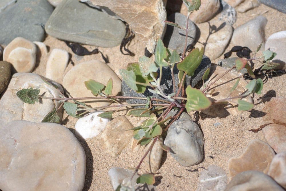 Atriplex glabriuscula 14