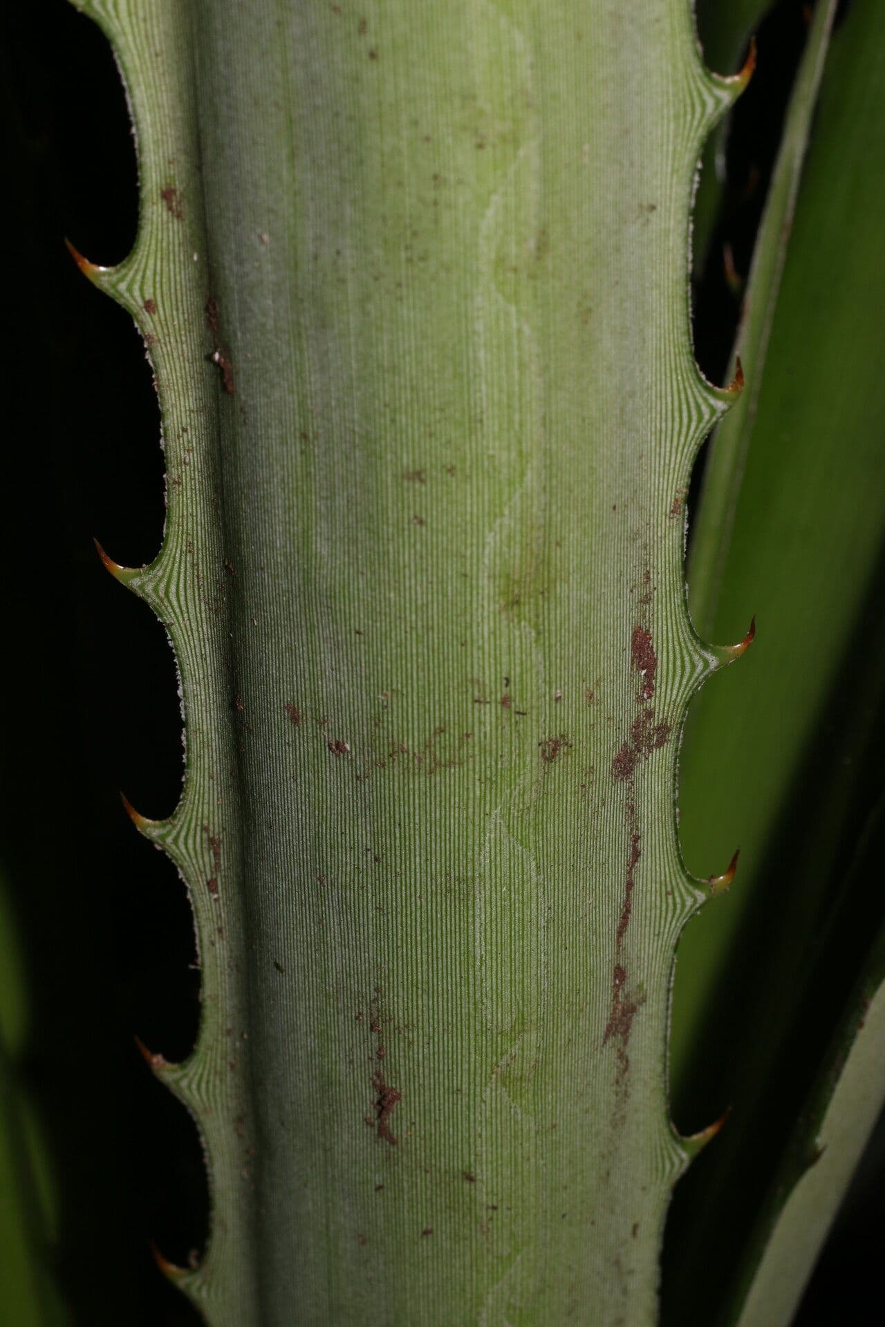 Bromelia 14