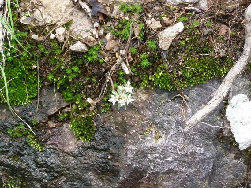 Sedum 6