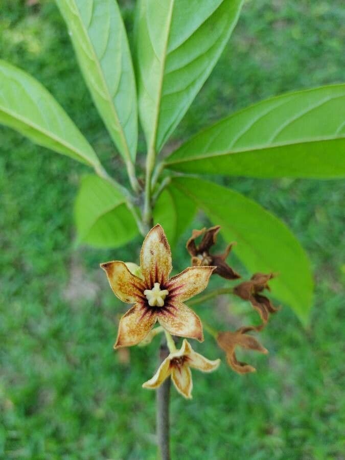 Cola acuminata 4
