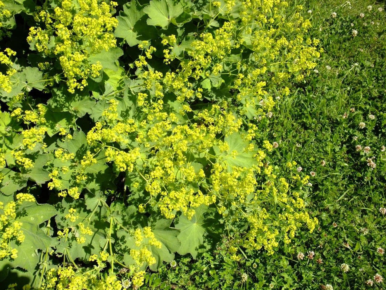 Alchemilla coriacea 9
