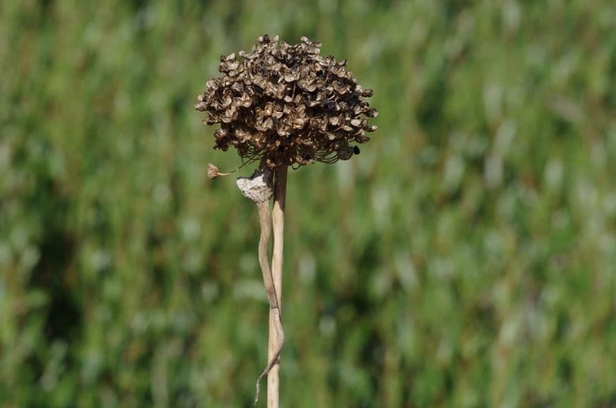 Aglio testatonda 2