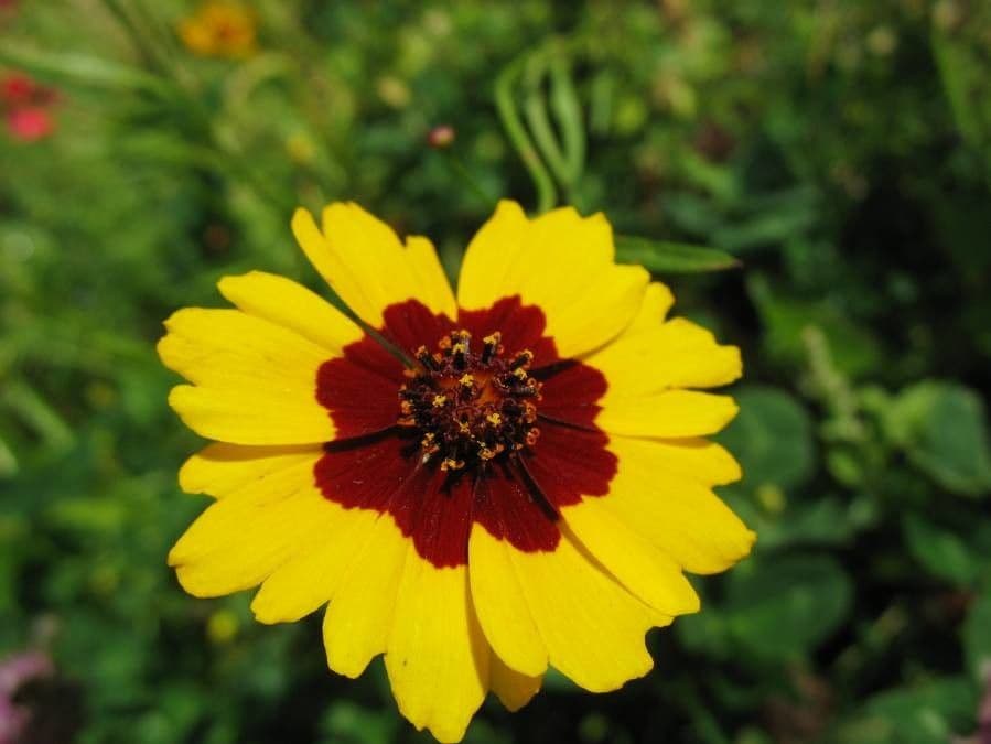 Färber-Mädchenauge 9