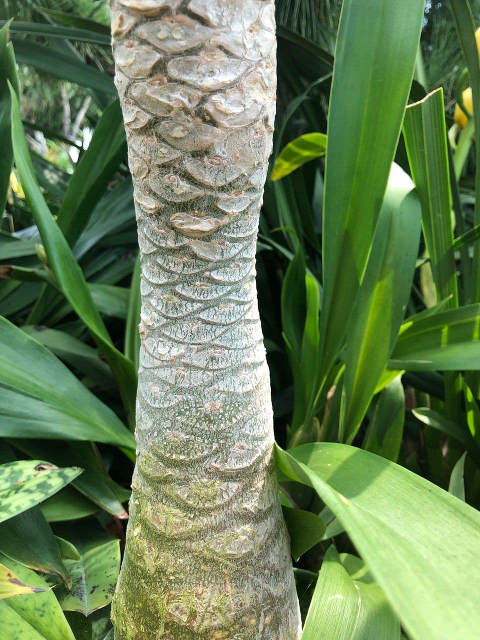 ʻŌlulu 23