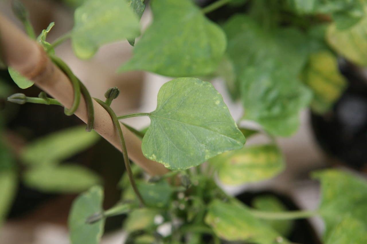 Ipomoea tricolor 12