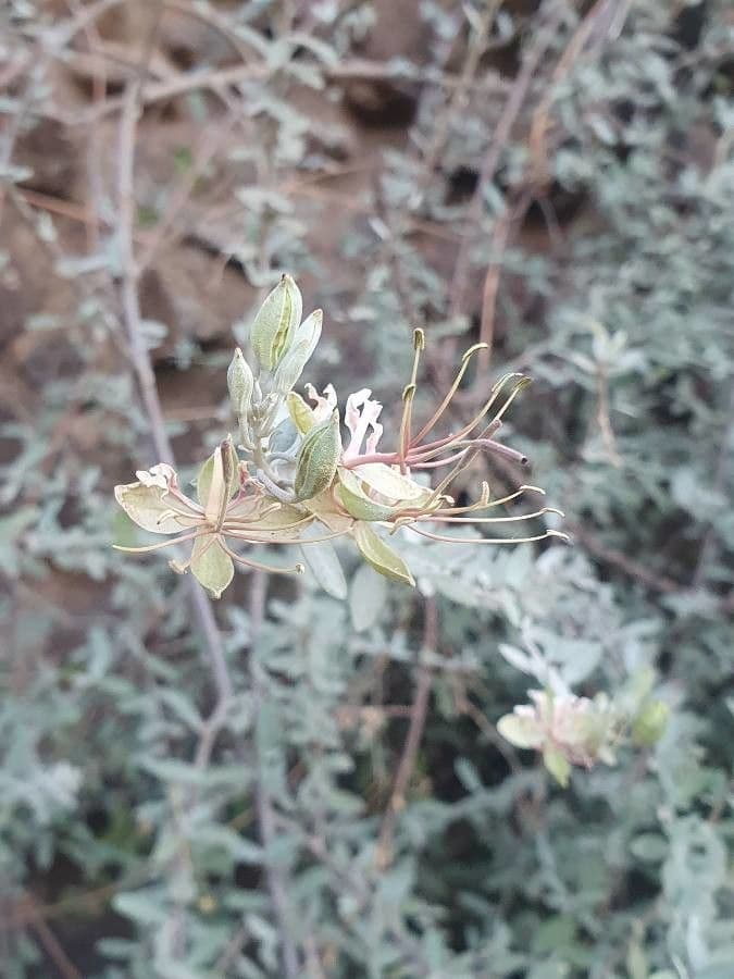 Cadaba farinosa 7