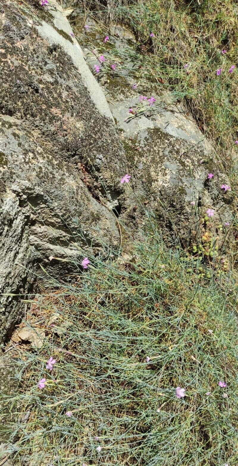 Dianthus 7