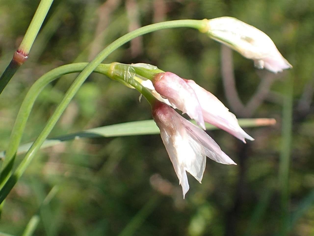Aglio narciso 2