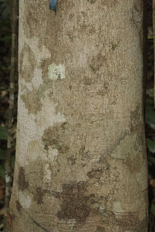 Hymenopus 4