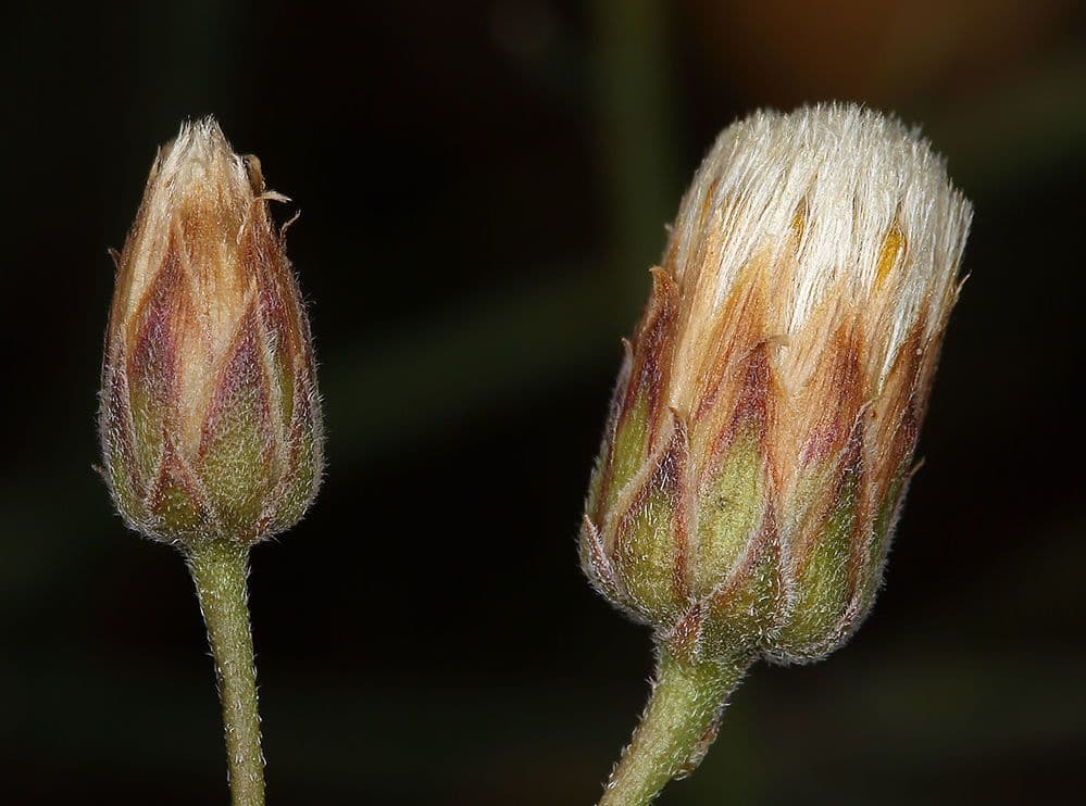 Bebbia juncea 3