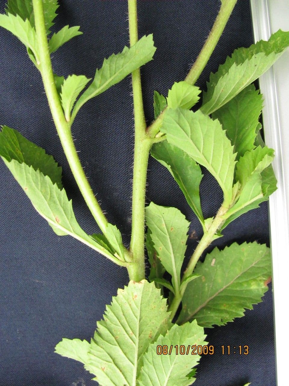 Centratherum punctatum 20