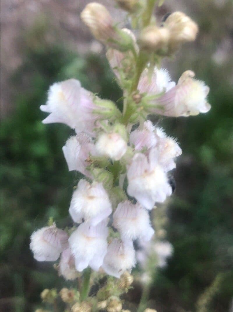 Linaria 3