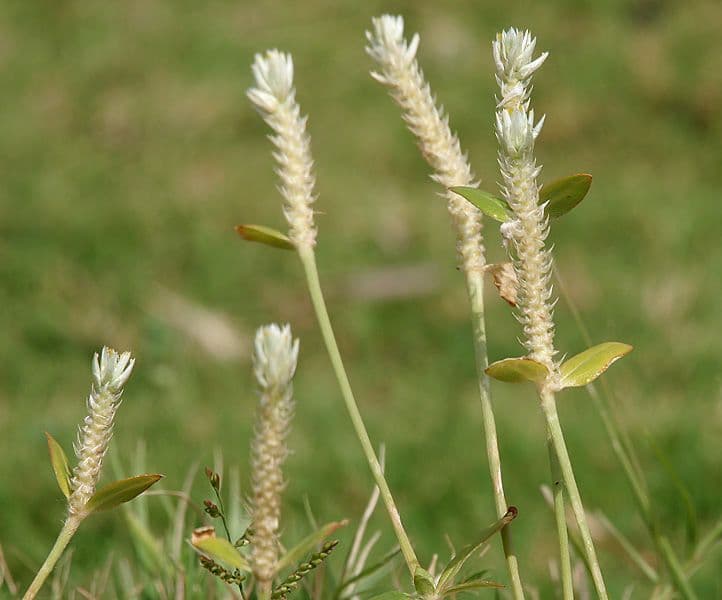 Gomphrena serrata 7