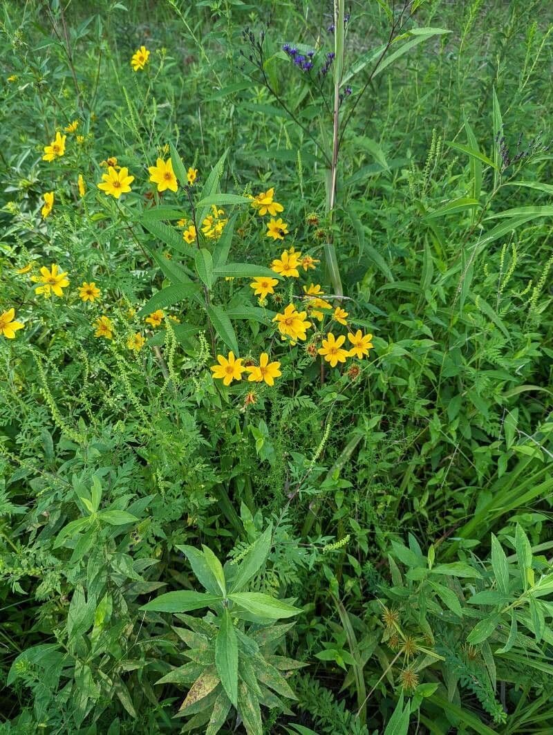 Bidens 9