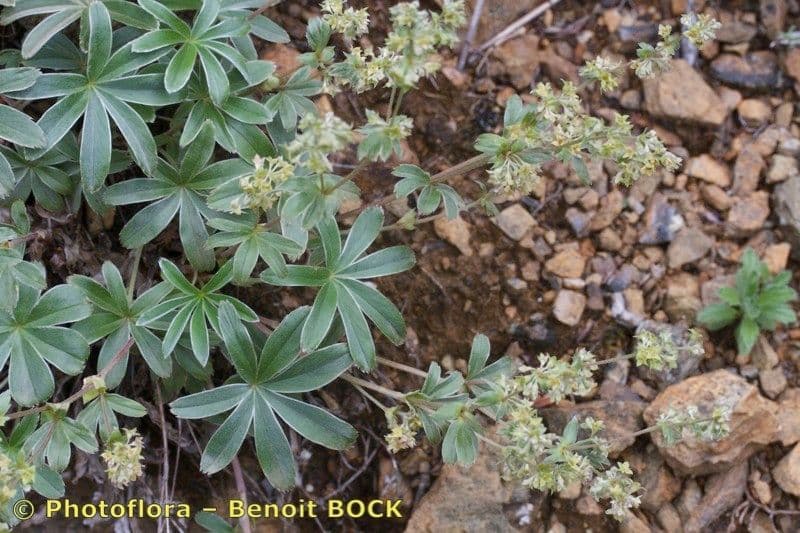Alchemilla a stelo sottile 5