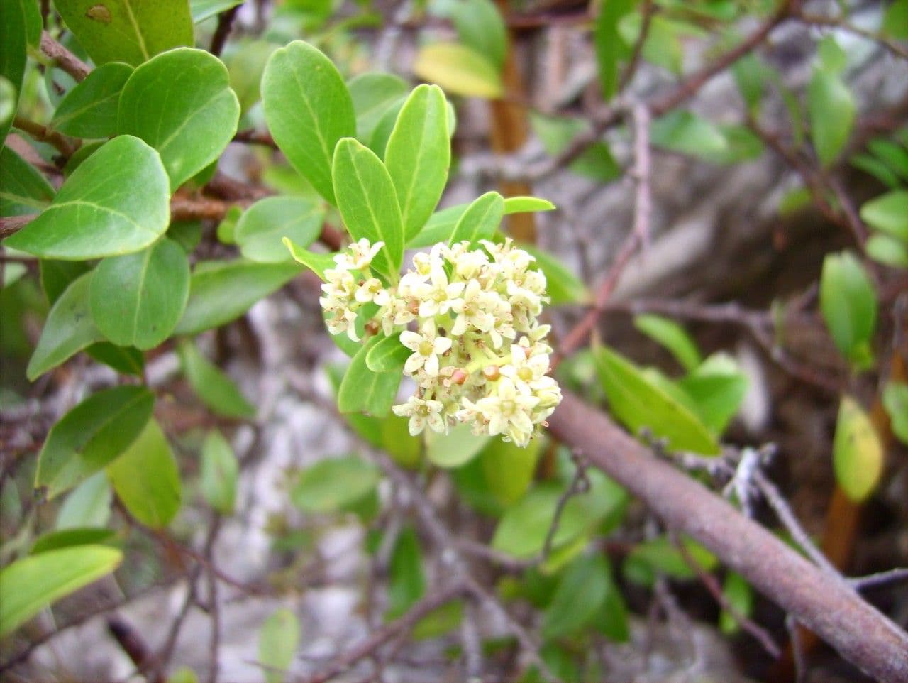 Embelia 8