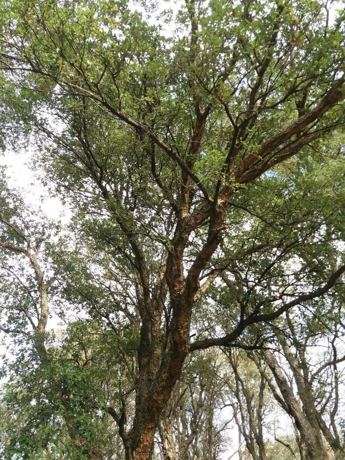 Sughera 18