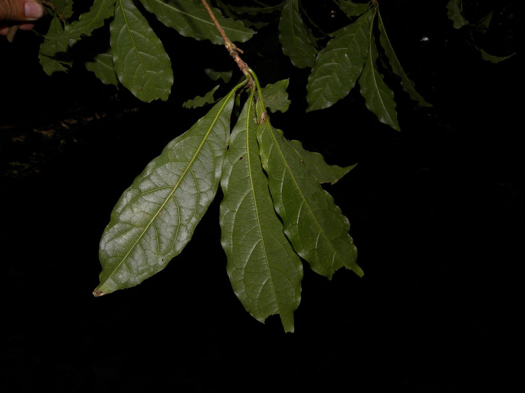 Terminalia amazonia 4