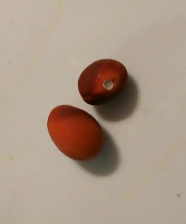 Dermatophyllum 8