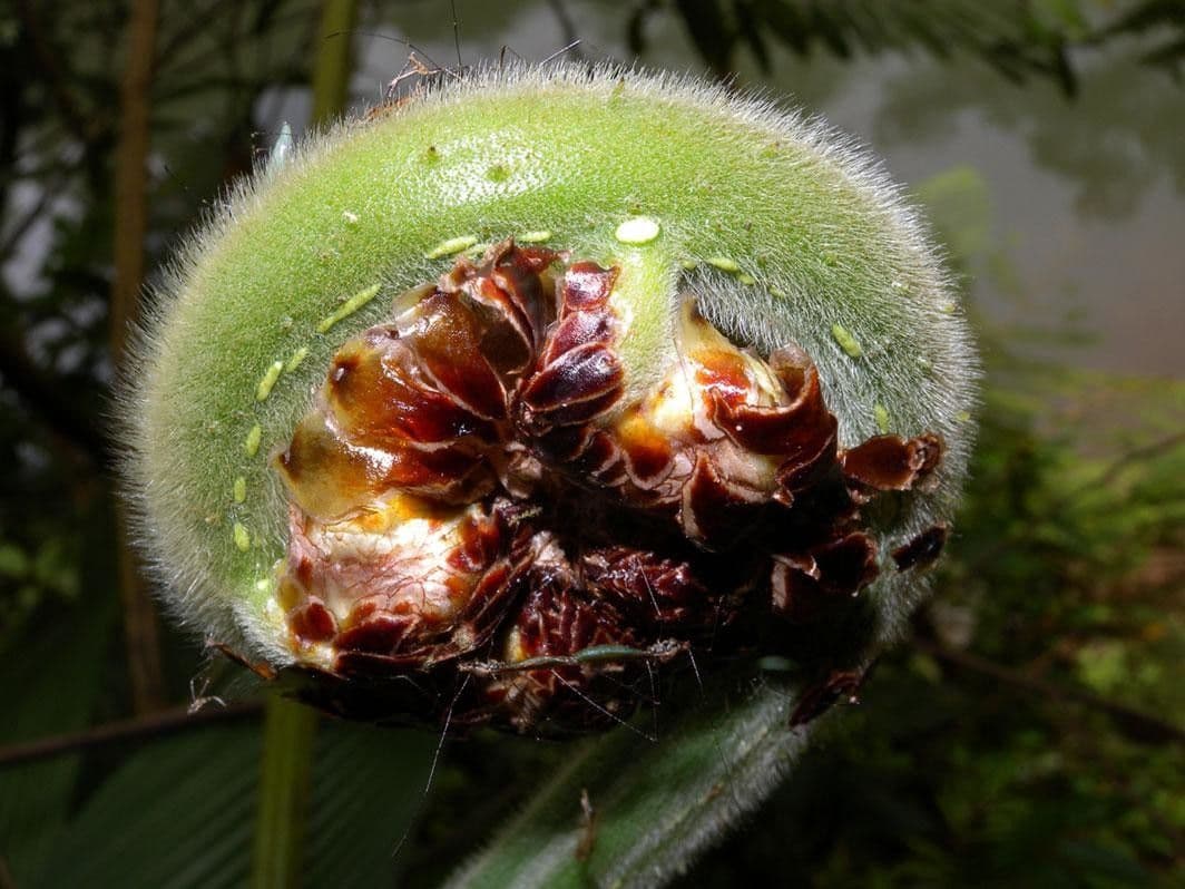 Cyathea bicrenata 2