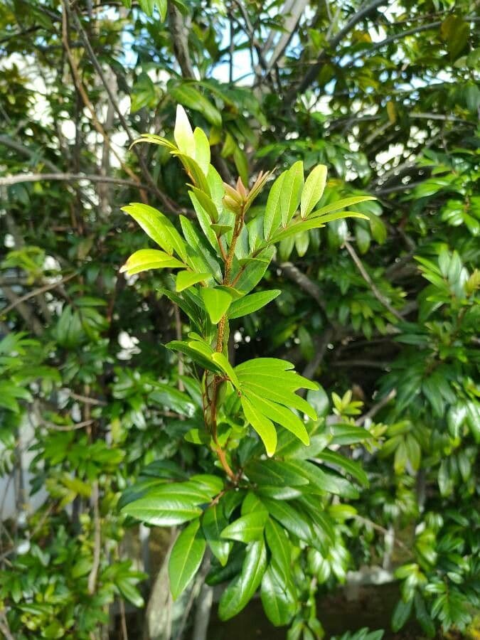 Doratoxylon apetalum 13