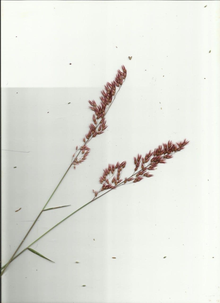 Erba di Natal 26