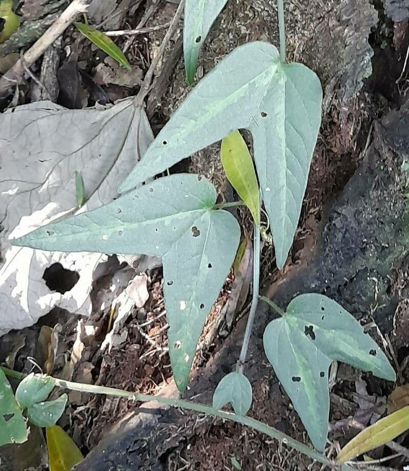 Passiflora capsulare 10