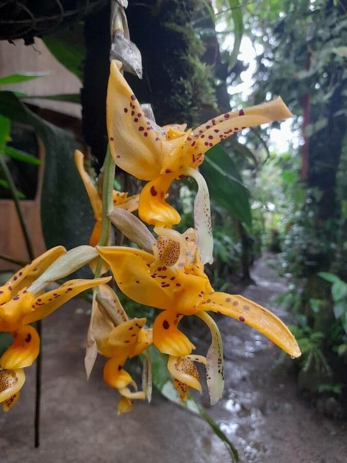 Stanhopea 4