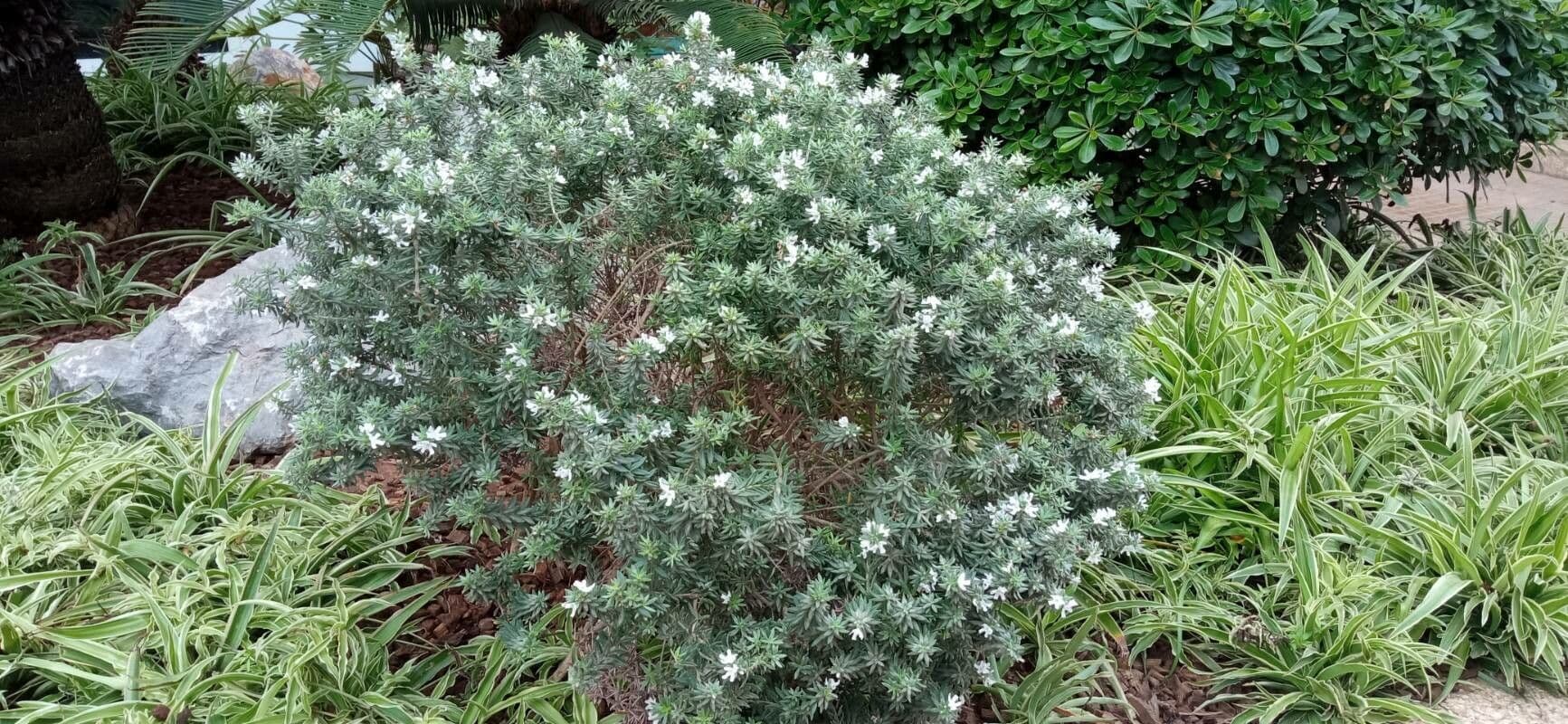 Westringia arbustiva 21