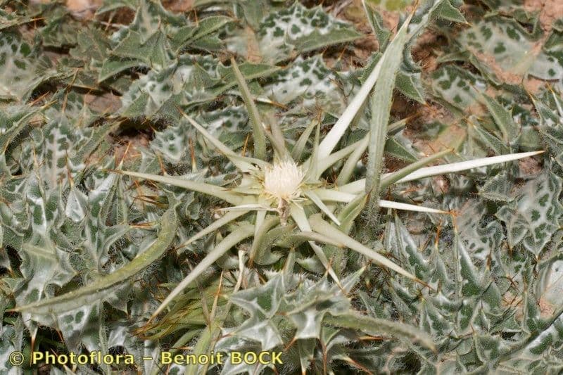Elfenbein-Grasdistel 12