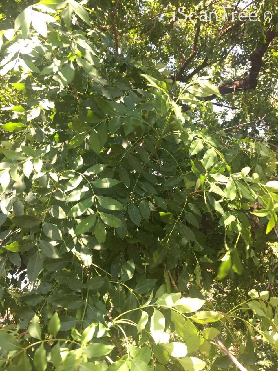 Ekebergia 13