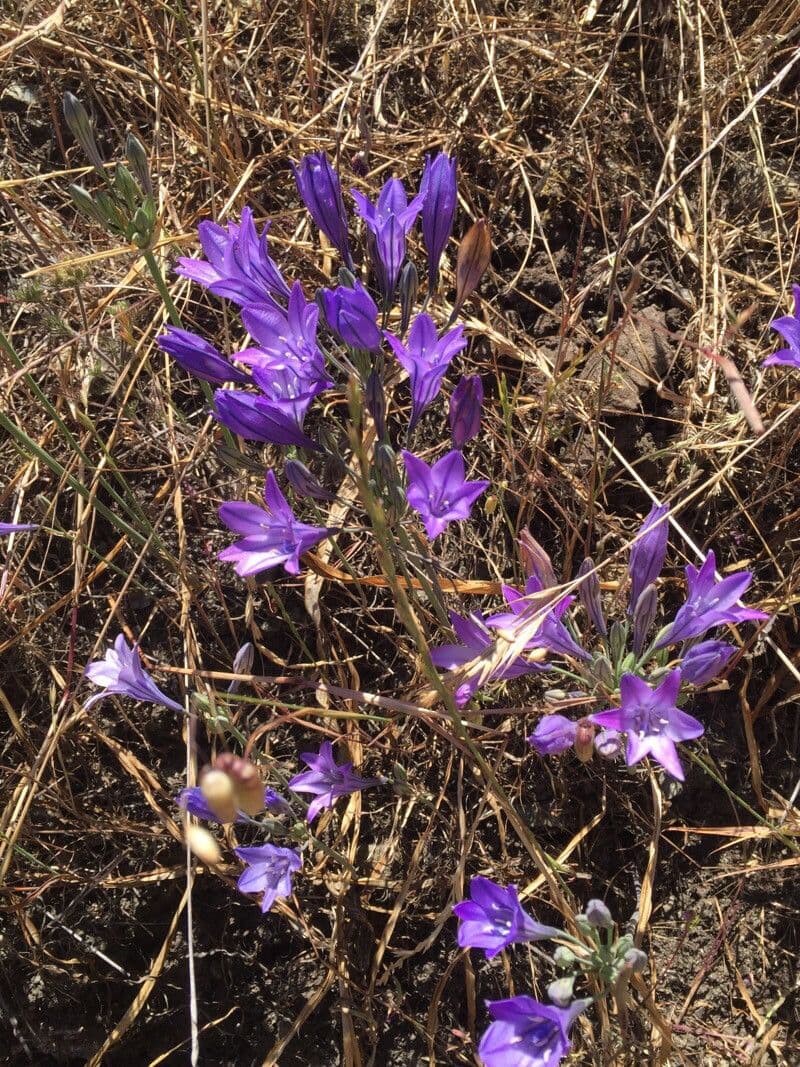 Triteleia laxa 2