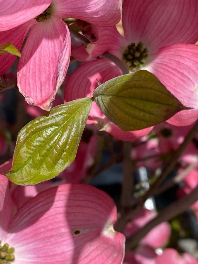 Blüten-Hartriegel 18