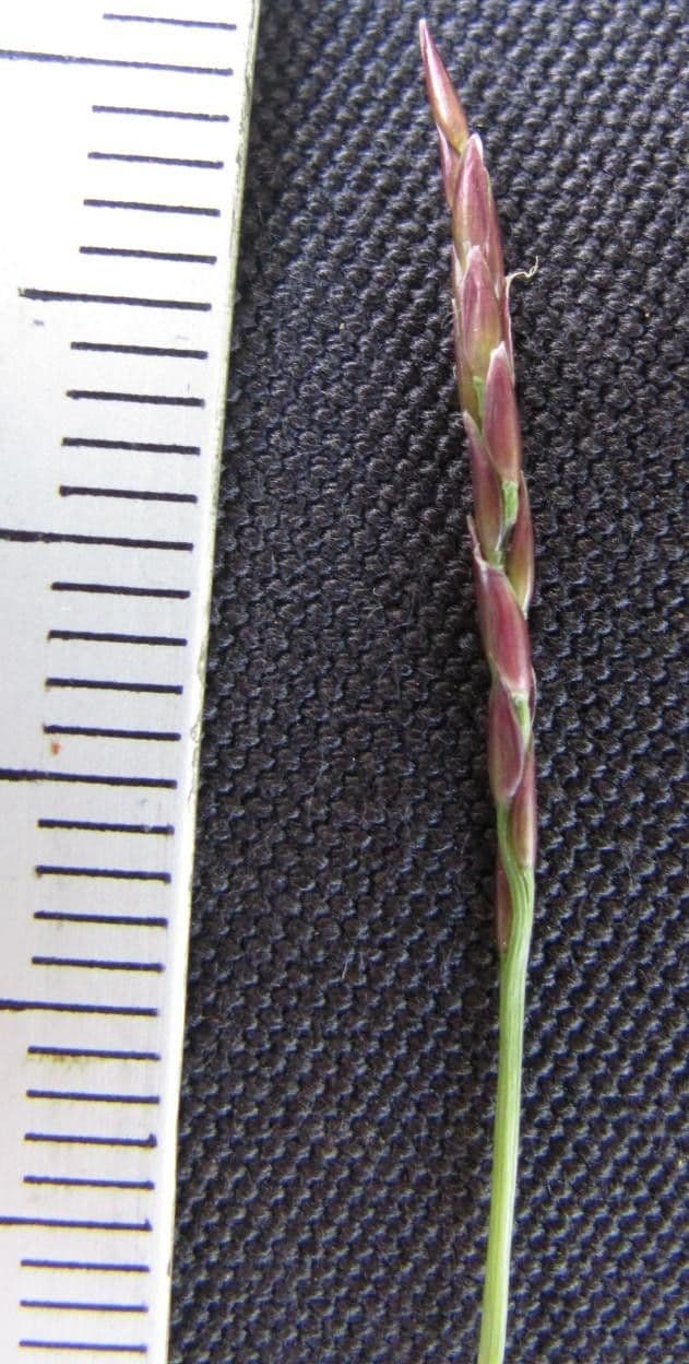 Zoysia 9