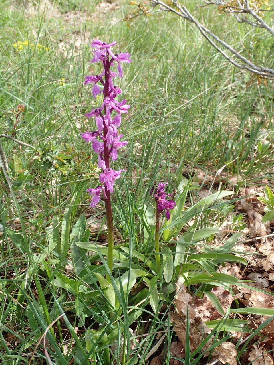 Stattliches Knabenkraut 11