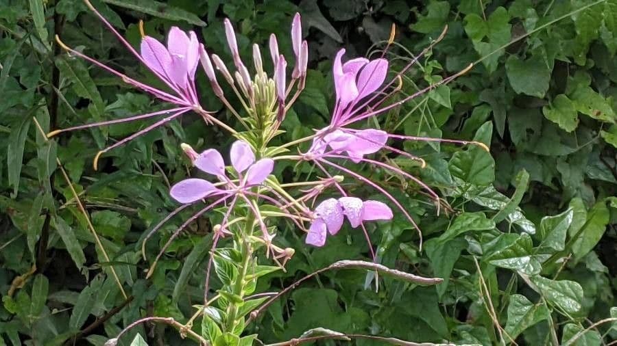 Pavučinkový kvet 10