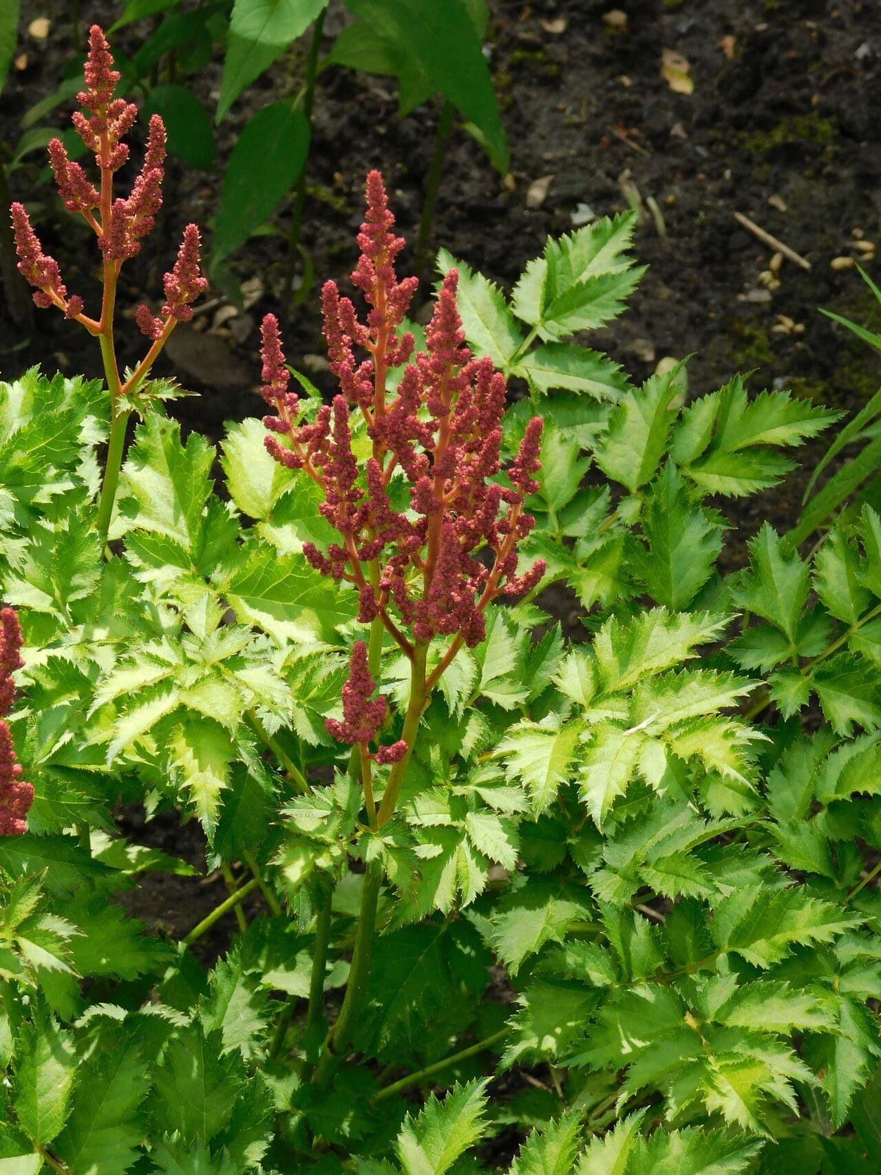 Astilbe rossa 10