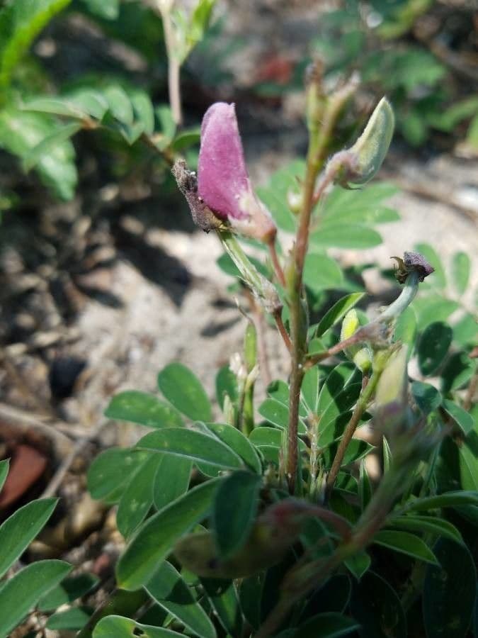 Tephrosie cendrée 6